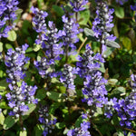5 Chocolate Ajuga Live Plants – Compact 3.5-Inch Potted Ground Cover for Beautiful Outdoor Spaces