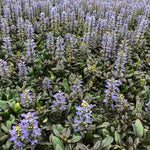 5 Chocolate Ajuga Live Plants – Compact 3.5-Inch Potted Ground Cover for Beautiful Outdoor Spaces