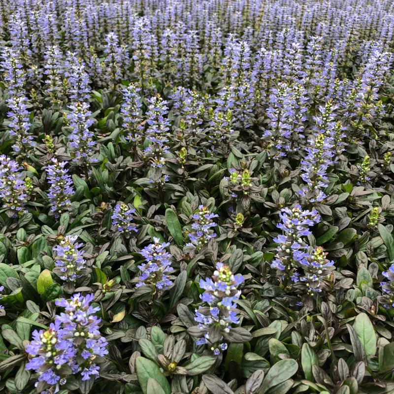 5 Chocolate Ajuga Live Plants – Compact 3.5-Inch Potted Ground Cover for Beautiful Outdoor Spaces