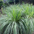 Set 10 Big Lemongrass Plants Live Fully Rooted for Planting, Lemon Grass Live Plants, Fresh Rooted Lemongrass Stalks, No Pot