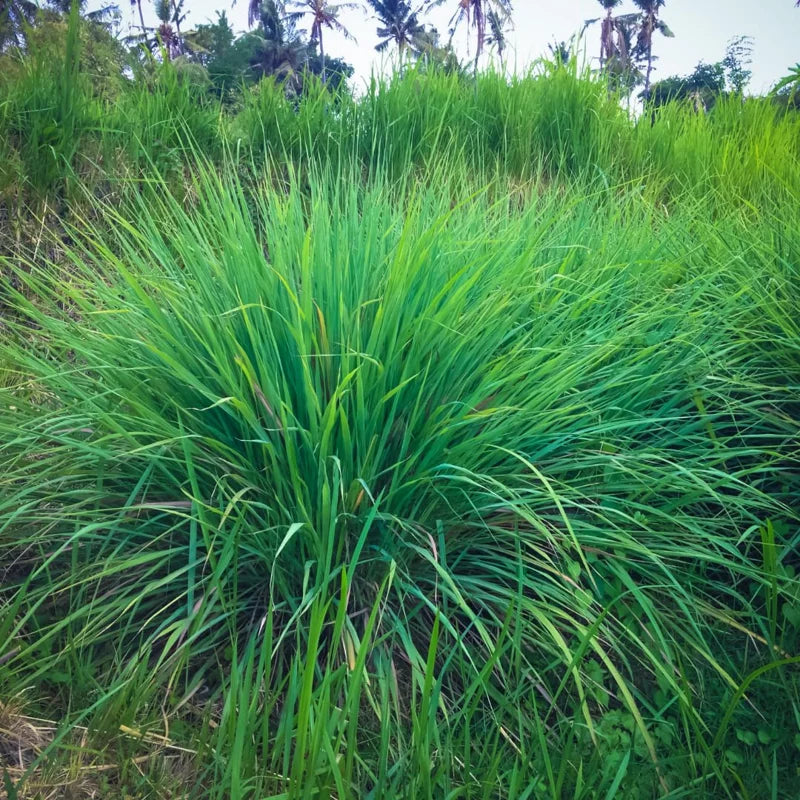Set 10 Big Lemongrass Plants Live Fully Rooted for Planting, Lemon Grass Live Plants, Fresh Rooted Lemongrass Stalks, No Pot
