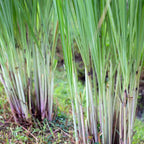 Set 30 Lemongrass Plants Live Fully Rooted for Planting, Fresh Large Lemon Grass Live Plants, Well-Rooted Lemongrass Stalks