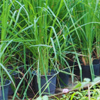 Set 30 Lemongrass Plants Live Fully Rooted for Planting, Fresh Large Lemon Grass Live Plants, Well-Rooted Lemongrass Stalks