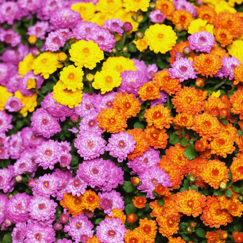 Set 4 Of Live Chrysanthemum Flower Plants, Mix Chrysanthemum Plants Live, Easy To Plant