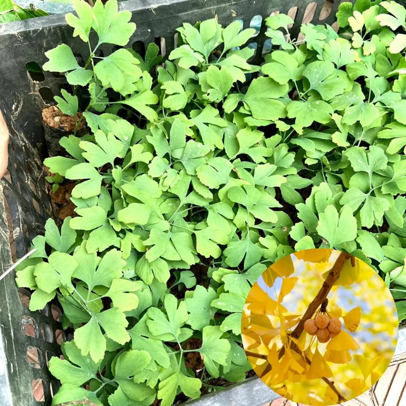 Set 5 Trees Ginkgo Live Plants Bare Roots, Maidenhair Tree Ginkobiloba for Gardening, 7-12 Months Old Ginkgo Tree, Yellow Leaves In Fall