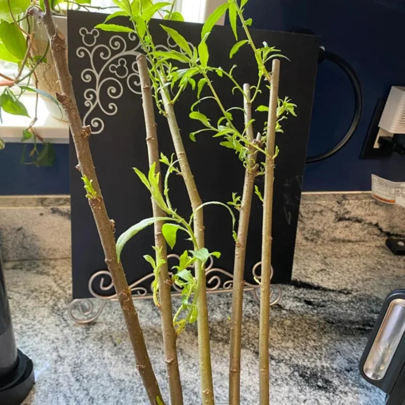 Pack 5 Weeping Willow Trees 1-2 Years Old Well Rooted, Weeping Willow Live Plants, Fast And Hardy Growing Tree for Bonsai Or Garden