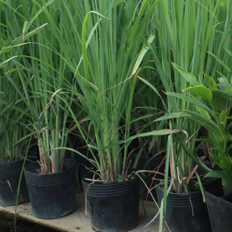 Set 10 Big Lemongrass Plants Live Fully Rooted for Planting, Lemon Grass Live Plants, Fresh Rooted Lemongrass Stalks, No Pot