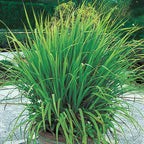 Set 8 Big Lemon Grass Live Plants, Bare Root Lemongrass Plants Live Fully Rooted for Planting, Fresh Rooted Lemongrass Stalks