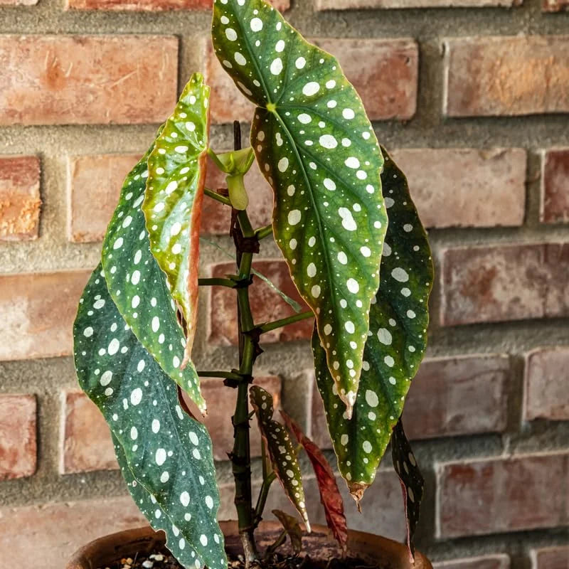 3 Packs Begonia Angel Wing Maculata Live Plants, 5-9 Inch Tall, Indoor Outdoor Polka Dot Begonia