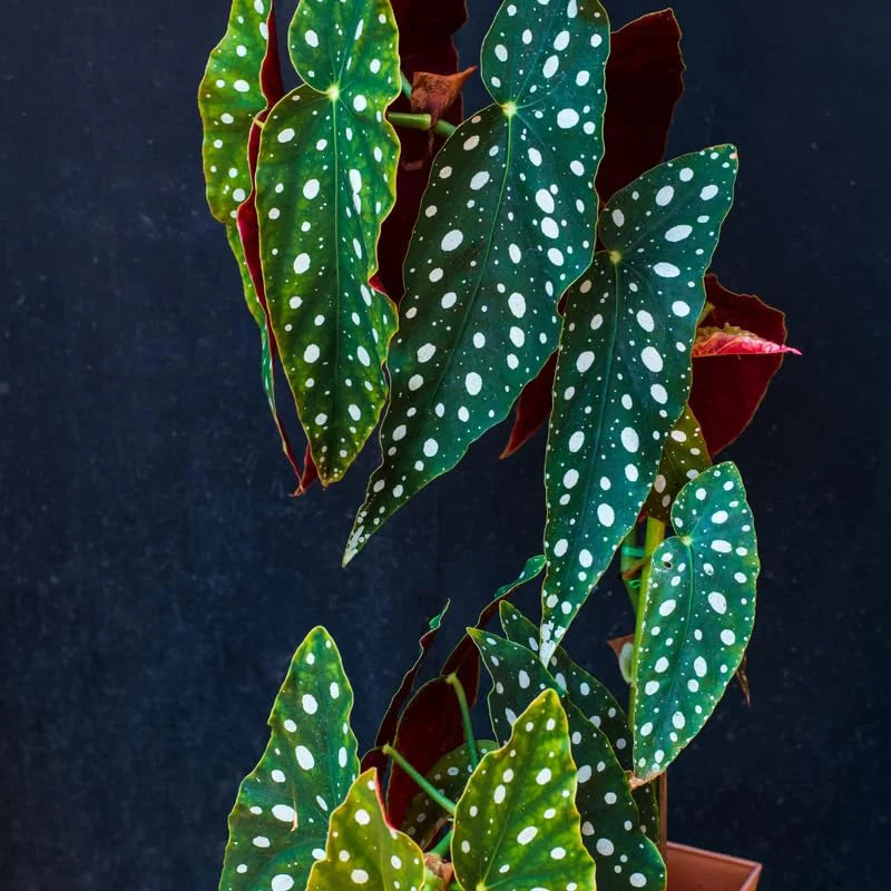 4 Live Begonia Angel Wing Maculata Set, Size 5-9 Inch Tall, Polka Dot Begonia Plants, Indoor Outdoor Decorative Houseplants