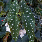 3 Packs Begonia Angel Wing Maculata Live Plants, 5-9 Inch Tall, Indoor Outdoor Polka Dot Begonia