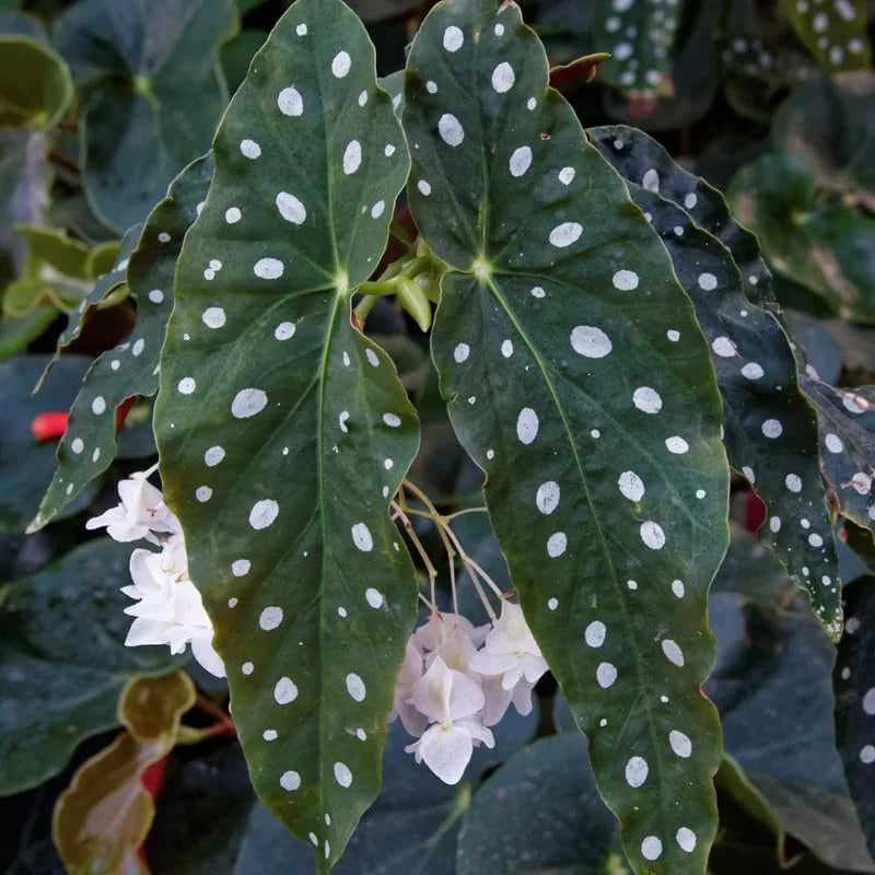 3 Packs Begonia Angel Wing Maculata Live Plants, 5-9 Inch Tall, Indoor Outdoor Polka Dot Begonia