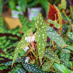 4 Live Begonia Angel Wing Maculata Set, Size 5-9 Inch Tall, Polka Dot Begonia Plants, Indoor Outdoor Decorative Houseplants