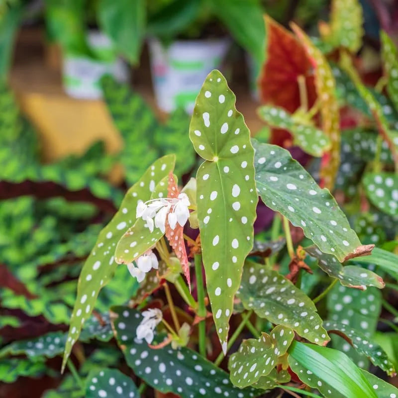 4 Live Begonia Angel Wing Maculata Set, Size 5-9 Inch Tall, Polka Dot Begonia Plants, Indoor Outdoor Decorative Houseplants