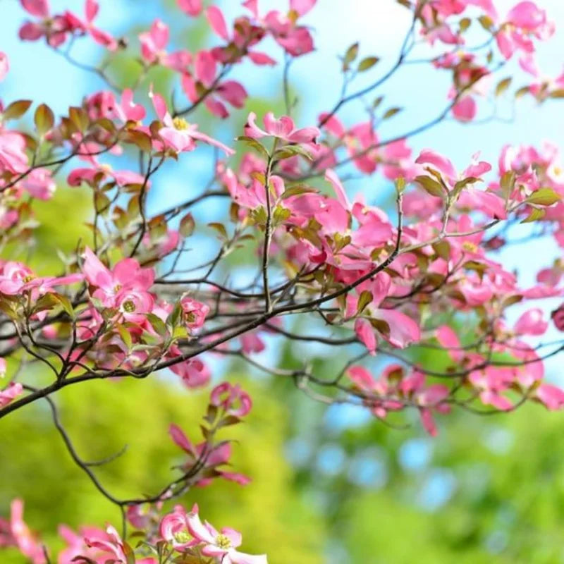 Pink Dogwood Plant Live Tree, 10 to 16 Inches In Tall In Quart Pot, Zones 5-9, Dormant In Winter