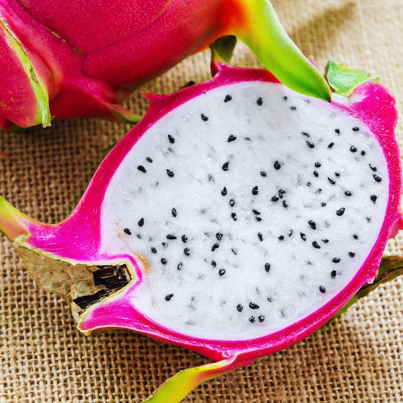 Set of 3 Dragon Fruit Cuttings, White Dragon Fruit Plants from 10 to 12 Inches Tall, Dragon Fruit Live Plants, Live Dragon Fruit Plant For Garden, No Roots