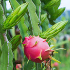 Set of 3 Dragon Fruit Cuttings, White Dragon Fruit Plants from 10 to 12 Inches Tall, Dragon Fruit Live Plants, Live Dragon Fruit Plant For Garden, No Roots