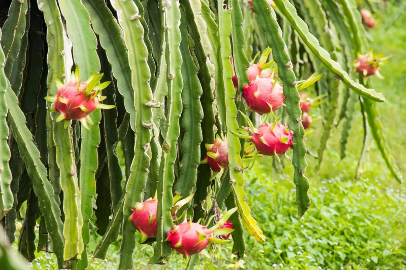 Set of 3 Dragon Fruit Cuttings, White Dragon Fruit Plants from 10 to 12 Inches Tall, Dragon Fruit Live Plants, Live Dragon Fruit Plant For Garden, No Roots
