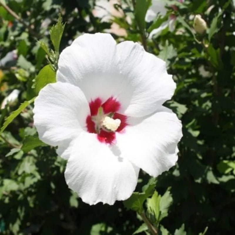 Set of 4 Rose of Sharon Live Plants, 6-14 Inch Tall Hibiscus Syriacus, Althea Shrub for Outdoor Planting