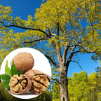 Set of 5 Black Walnut Seedlings, Walnut Trees Live Plants 12 to 18 Inc Tall, Bare Roots, Dormant, 1-Year-Old, Well-Rooted