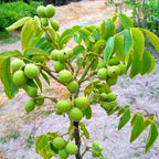 Set of 5 Black Walnut Seedlings, Walnut Trees Live Plants 12 to 18 Inc Tall, Bare Roots, Dormant, 1-Year-Old, Well-Rooted