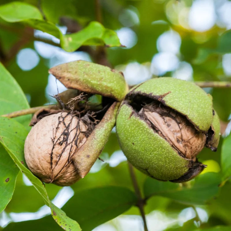Bulk 5 Black Walnut Trees Live Plants Seedlings, 1-Year-Old, Well-Rooted, 12 to 18 Inc Tall, Bare Roots, Dormant, Spring Bloom