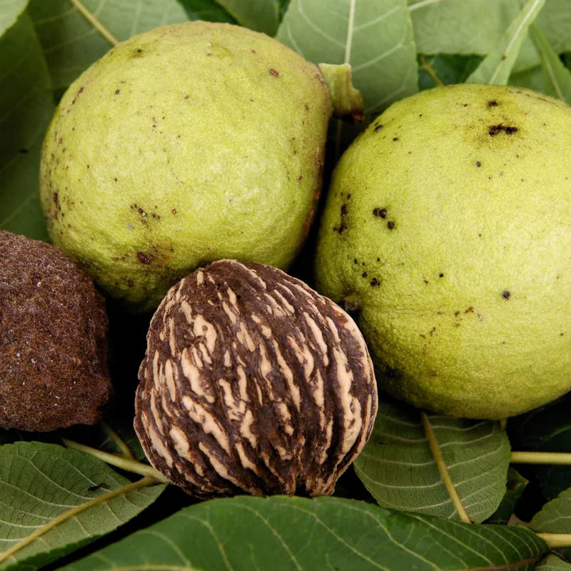 Bulk 5 Black Walnut Trees Live Plants Seedlings, 1-Year-Old, Well-Rooted, 12 to 18 Inc Tall, Bare Roots, Dormant, Spring Bloom