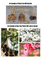 Set of 5 Kousa Dogwood Trees Live Plants Bare Root, 12-18 Inches Tall, Ready for Planting, Kousa Flowering Dogwood Tree Seedling, Dormant, No Leaf