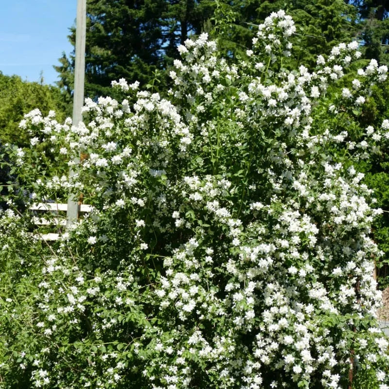 Bundle 5 Mock Orange Shrub Live Plant, Snowflake Mock Orange Trees 12-24" Philadelphus Live Shrubs Outdoor Planting, Bare Root, Dormant, Very Fragrant