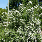 Bundle 5 Mock Orange Shrub Live Plant, Snowflake Mock Orange Trees 12-24" Philadelphus Live Shrubs Outdoor Planting, Bare Root, Dormant, Very Fragrant