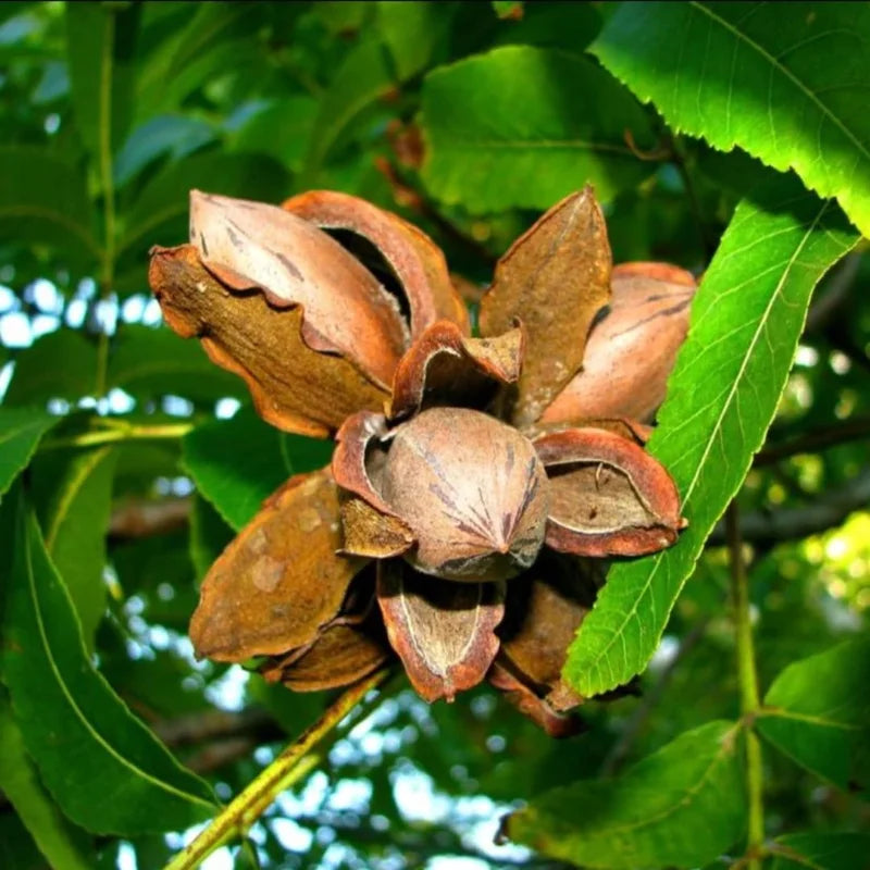 Sets 5 Hardy Pecan Trees Lives Plants Seedlings Bare Roots, Fast Growing Pecan Nut Trees Live Plants, Dormant In Winter, Cold Hardy