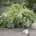 Sets 5 Mock Orange Shrub Live Plant, 1 to 2 Feet Tall Snowflake Philadelphus Live Shrubs Outdoor Planting, Bare Root, Dormant, Fragrant And Easy Planting