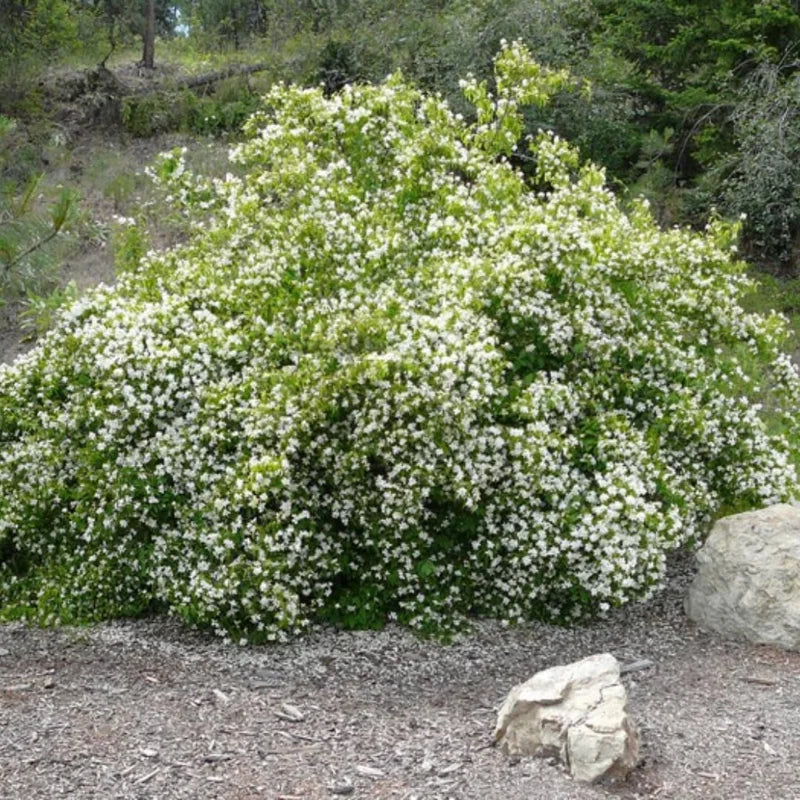 Sets 5 Mock Orange Shrub Live Plant, 1 to 2 Feet Tall Snowflake Philadelphus Live Shrubs Outdoor Planting, Bare Root, Dormant, Fragrant And Easy Planting