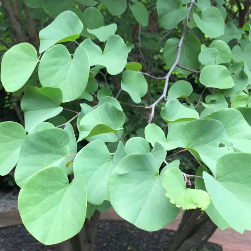 Sets 5 Seedlings Eastern Red Bud Trees Live Plants, Purple Pink Redbud Flower, Redbud Trees Seedlings for Planting, 12-18 Inch Dormant, Spring Blooms