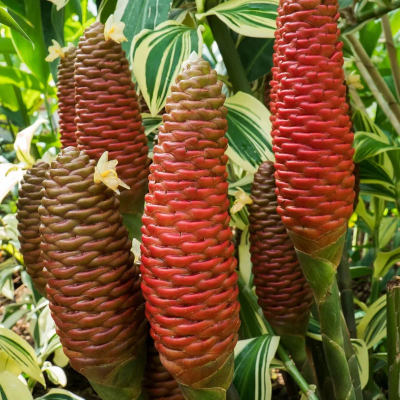 Shampoo Ginger Plant - 4-7 Inch - Tropical Beauty