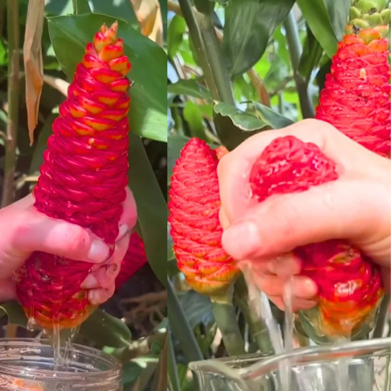 Shampoo Ginger Plants Live - 2 Awapuhi Pinecone Seedlings 4-9 Inch Tall - Outdoor Planting