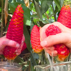 Shampoo Ginger Plants Live - 2 Awapuhi Pinecone Seedlings 4-9 Inch Tall - Outdoor Planting