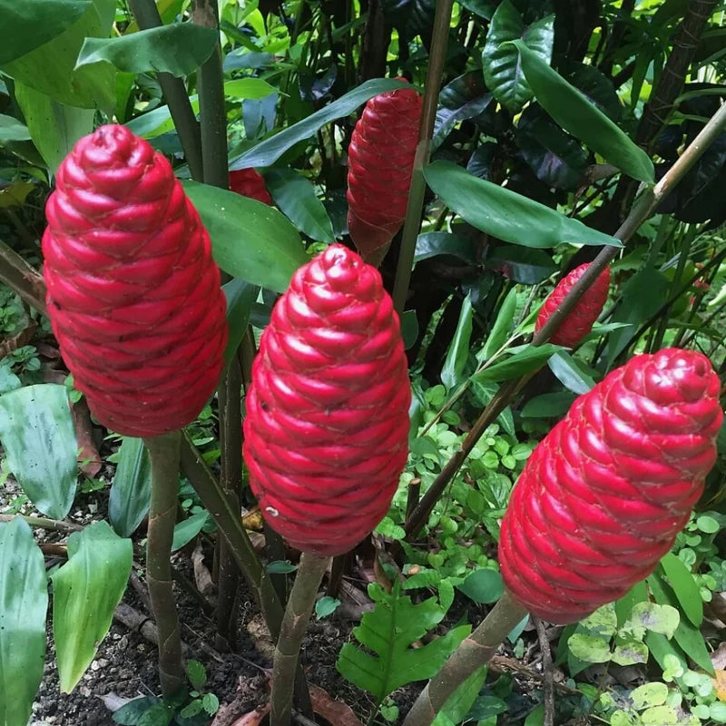 Shampoo Ginger Zingiber Zerumbet Plant - 4-8'' Tall - Tropical Beauty