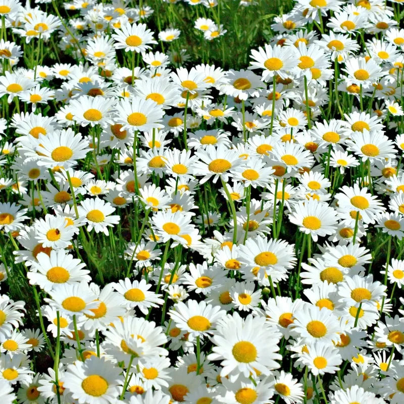 Shasta Daisy Plant Gallon Pot | Cheerful White Blooms
