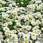Shasta Daisy Plant Gallon Pot | Cheerful White Blooms