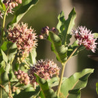 4 Milkweed Plants for Garden | Mixed colors 4 To 7 Inches Tall