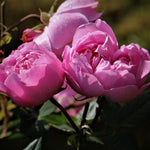 Reine Victoria Rose Bush