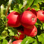 Sierra Beauty Apple Tree