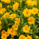 Single Yellow Coreopsis Plant Live – Tickseed Perennial Flowers in a 4-Inch Pot, Great for Garden Landscaping