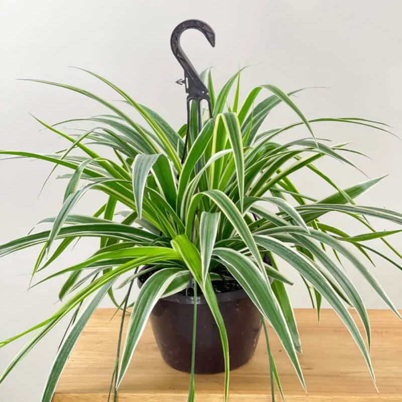 Variegated Spider Plant - 10 Inch Live Indoor Houseplant - Air Purifying Decor