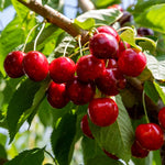 Hardy Cherry Tree Live Plant, 3-4 Feet Tall in 3 Gallon Pot, Classic Cherry Plant for Reliable Outdoor Yields