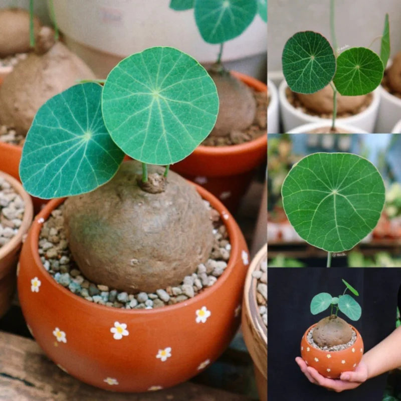 Stephania Cephalantha Live Plant - Medium Caudex Rare Succulent - 2.5 Inch Indoor Outdoor Decoration