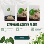Stephania Cephalantha Live Plant - Medium Caudex Rare Succulent - 2.5 Inch Indoor Outdoor Decoration