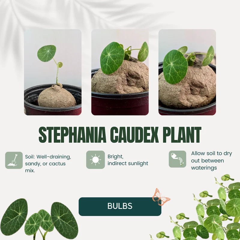 Stephania Cephalantha Live Plant - Medium Caudex Rare Succulent - 2.5 Inch Indoor Outdoor Decoration