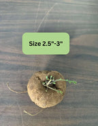 Stephania Cephalantha Live Plant - Medium Caudex Rare Succulent - 2.5 Inch Indoor Outdoor Decoration
